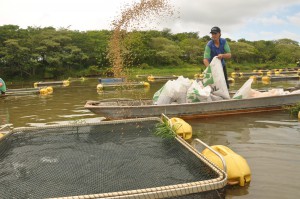 aquicultura