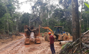 Imagem da notícia - Defeso Florestal: Ipaam anuncia fim de período restritivo para exploração florestal no Amazonas