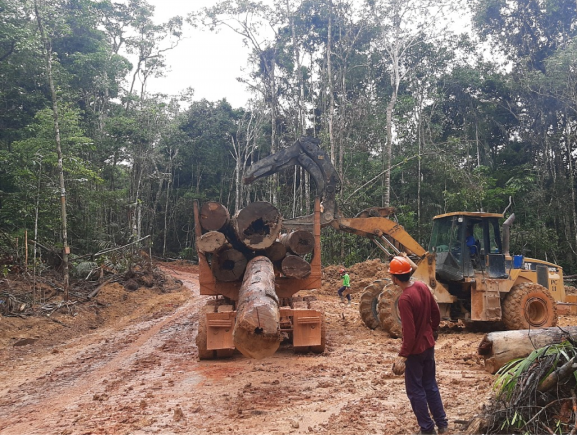 Defeso Florestal: Ipaam anuncia fim de período restritivo para exploração florestal no Amazonas