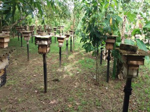 Imagem da notícia - Ipaam autoriza manejo e produção de mel de abelha-sem-ferrão para escala comercial em Itapiranga
