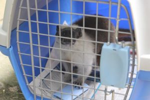 Imagem da notícia - Ipaam resgata sauim-de-coleira e preguiça na zona leste de Manaus