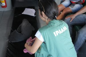 Imagem da notícia - Ipaam realiza primeiro resgate de filhote de peixe-boi do ano