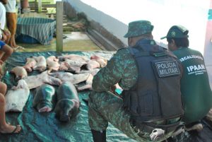 Imagem da notícia - Ipaam e Polícia Ambiental apreendem animais silvestres abatidos em Manaus e Beruri