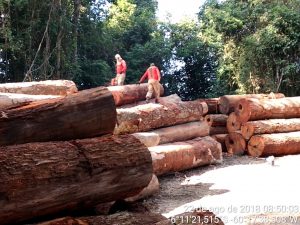 Imagem da notícia - Operação de combate ao desmatamento do Ipaam soma mais de R$ 9 milhões em multas no Sul do Amazonas