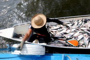 Imagem da notícia - Pesca do mapará incentiva economia de Careiro da Várzea após término do defeso