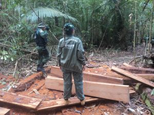 Imagem da notícia - Ipaam realiza operação para combater extração de madeira ilegal em RDS