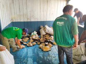 Imagem da notícia - Ipaam aplica mais de R$ 1,5 milhões em multas por crimes ambientais em Barcelos