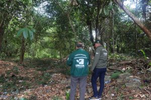 Imagem da notícia - Ipaam fiscaliza área preparada para ser desmatada na Efigênio Salles