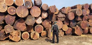 Imagem da notícia - Serraria é embargada e multada em R$ 2,6 milhões durante operação no sul do Amazonas