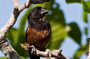 Imagem da notícia - Ipaam inicia campanha para a regularização de Criadores Amadores de Passeriformes