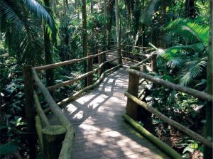 Imagem da notícia - Manaus vai ganhar bosque ecológico em 2020, na sede do Ipaam