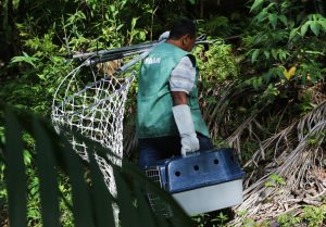 Imagem da notícia - Ipaam recebe novos equipamentos para resgate de fauna silvestre