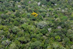 Imagem da notícia - Ipaam informa sobre liberação das atividades de exploração florestal para  2020