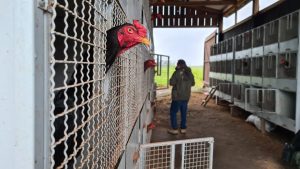 Imagem da notícia - Operação Tamoiotatá multa em R$ 480 mil propriedade rural em Apuí por desmatamento ilegal e maus-tratos a animais