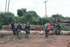 Imagem da notícia - Operação Tamoiotatá: Madeireira é multada em mais de R$ 190 mil em Manicoré