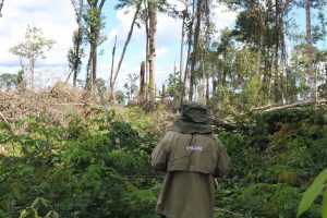 Imagem da notícia - Em um mês, operação “Tamoiotatá” embarga mais de dois mil hectares em propriedades com desmatamento ilegal
