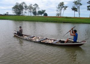 Imagem da notícia - Ipaam anuncia final do período de defeso no Amazonas