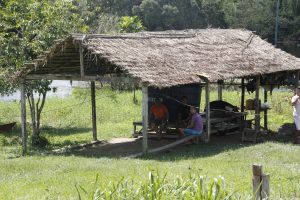 Imagem da notícia - Floresta+ Amazônia abre chamada pública para pequenos produtores e proprietários de imóveis rurais