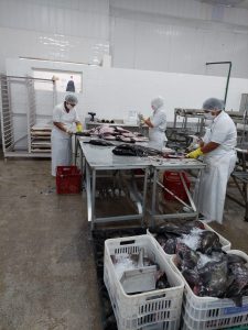 Imagem da notícia - Ipaam cumpre cronograma de vistoria a empreendimentos de piscicultura e indústrias de beneficiamento de pescado