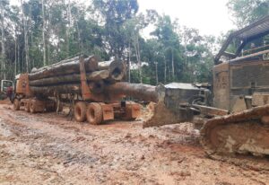 Imagem da notícia - Ipaam alerta sobre período do Defeso Florestal no Amazonas