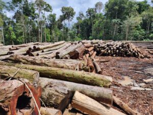 Imagem da notícia - Ipaam alerta para o fim do Defeso Florestal no dia 15 de maio