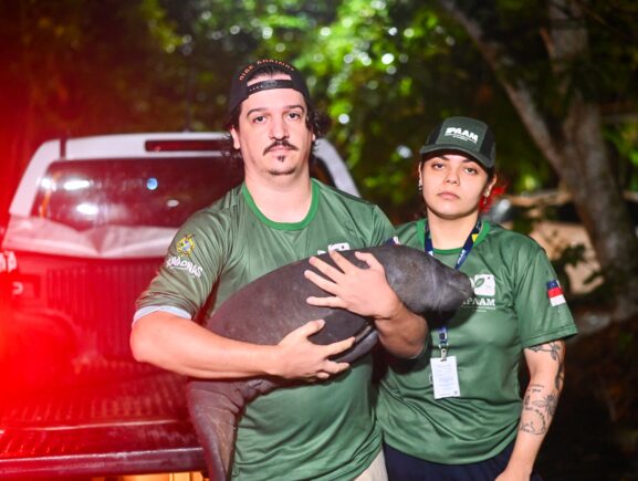 Ipaam e Semadetur encaminham filhote de peixe-boi resgatado em Nova Olinda do Norte para o Inpa