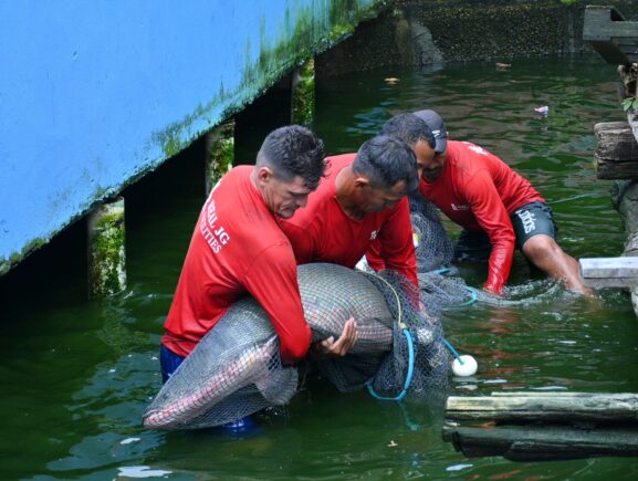 Ipaam, BPAmb e Ufam resgatam 74 animais, entre tartarugas e peixes, mantidos de forma ilegal em casa no Parque Dez