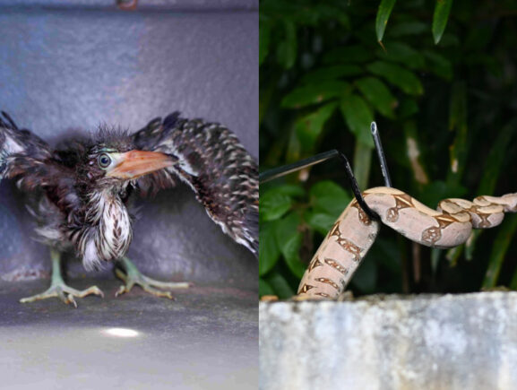 Ipaam resgata filhote de socó-boi e jiboia em bairros da zona leste de Manaus