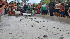 Imagem da notícia - Ipaam, órgãos parceiros e comunitários se unem para soltura de mais de 300 quelônios no rio Mamuru, em Parintins