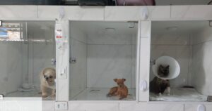 Imagem da notícia - Ipaam orienta sobre o licenciamento obrigatório de clínicas veterinárias no Amazonas