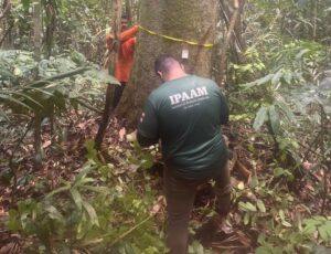 Imagem da notícia - Período do Defeso Florestal chega ao fim nesta quinta-feira no Amazonas 