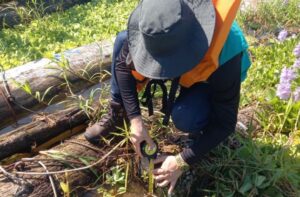 Imagem da notícia - Ipaam realiza vistoria técnica para licenciamento de madeira pescada em Coari