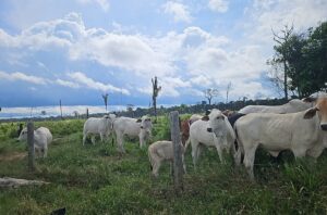 Imagem da notícia - Operação Tamoiotatá V: Ipaam aplica mais de R$ 930 mil em multas por criação ilegal de gado na Floresta de Tapauá