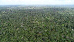 Imagem da notícia - Ipaam registra queda de 21,09% no desmatamento e 37,5% nos focos de calor no Amazonas em maio