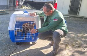 Imagem da notícia - Risco de extinção: Ipaam resgata filhote de anta no Careiro Castanho