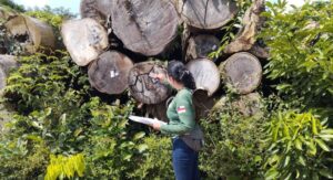 Imagem da notícia - Ipaam garante rastreabilidade da madeira legal no Amazonas