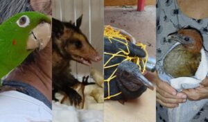Imagem da notícia - Ipaam resgata quatro animais silvestres após acionamento da população em Manaus