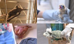 Imagem da notícia - Pariri, iguana, gaviões-pedrês e tamanduá são resgatados pelo Ipaam em Manaus