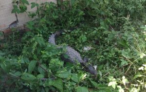 Imagem da notícia - Ipaam resgata 28 animais silvestres em Manaus durante agosto