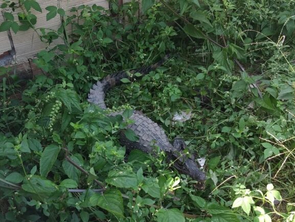 Ipaam resgata 28 animais silvestres em Manaus durante agosto