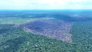 Imagem da notícia - Ipaam aplica mais de R$ 30 milhões em multas na 4ª etapa da Operação Tamoiotatá 5