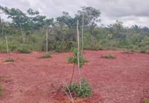 Imagem da notícia - Ipaam orienta sobre importância do Plano de Recuperação de Áreas Degradadas