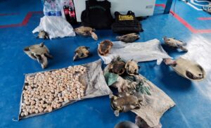 Imagem da notícia - Ipaam aplica R$ 1,39 milhão em multas por crimes ambientais durante Operação Força Tarefa Amazônia
