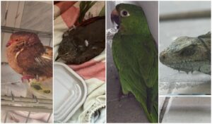 Imagem da notícia - Ipaam registra 36 chamados da população e resgata 39 animais silvestres em setembro