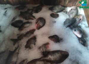 Imagem da notícia - Ipaam e Batalhão Ambiental da PM apreendem cinco toneladas de peixe sem documentação no bairro Educandos 