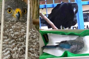 Imagem da notícia - Ipaam reforça atuação na proteção da fauna silvestre com 37 resgates em outubro