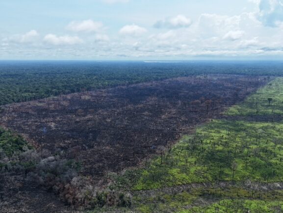 Ipaam multa posseiro em mais de R$ 24,3 milhões pelo maior desmatamento do ano em Borba