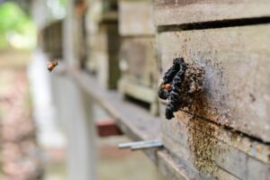 Imagem da notícia - Ipaam contabiliza 283 criadores de abelhas sem ferrão no Amazonas e reforça incentivo à atividade sustentável