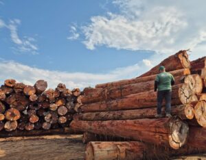 Imagem da notícia - Em outubro, Ipaam libera mais de 300 mil metros cúbicos de madeira para produção legal no Amazonas