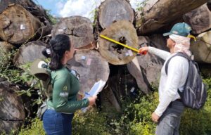 Imagem da notícia - Portaria do Ipaam ajusta valores da reposição florestal e incentiva a legalidade